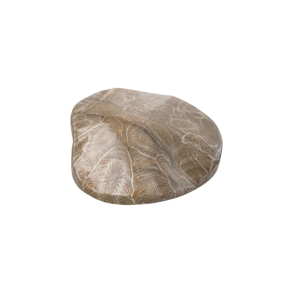 Colonial Rugose Polished Coral Head - Phillipsastrea - Assa Zag/W. Sahara