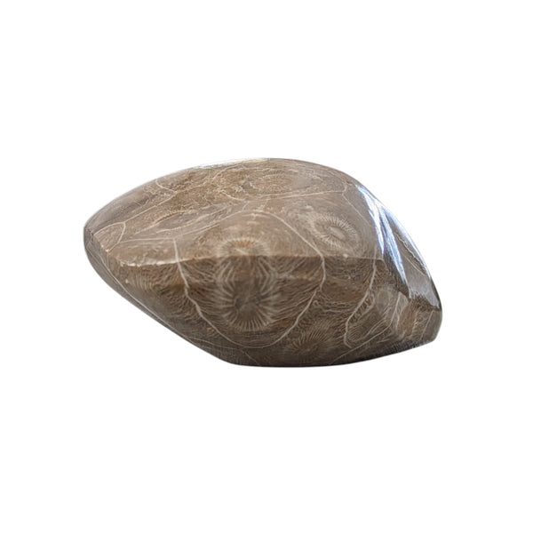 Colonial Rugose Polished Coral Head - Phillipsastrea - Assa Zag/W. Sahara