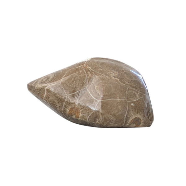 Colonial Rugose Polished Coral Head - Phillipsastrea - Assa Zag/W. Sahara