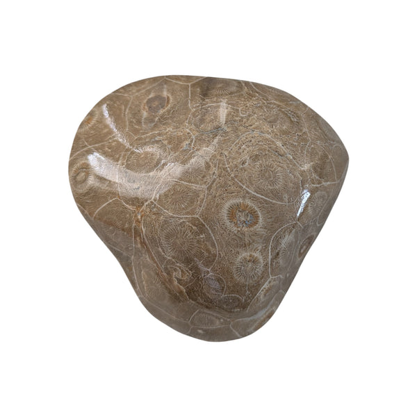 Colonial Rugose Polished Coral Head - Phillipsastrea - Assa Zag/W. Sahara