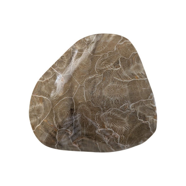 Colonial Rugose Polished Coral Head - Phillipsastrea - Assa Zag/W. Sahara