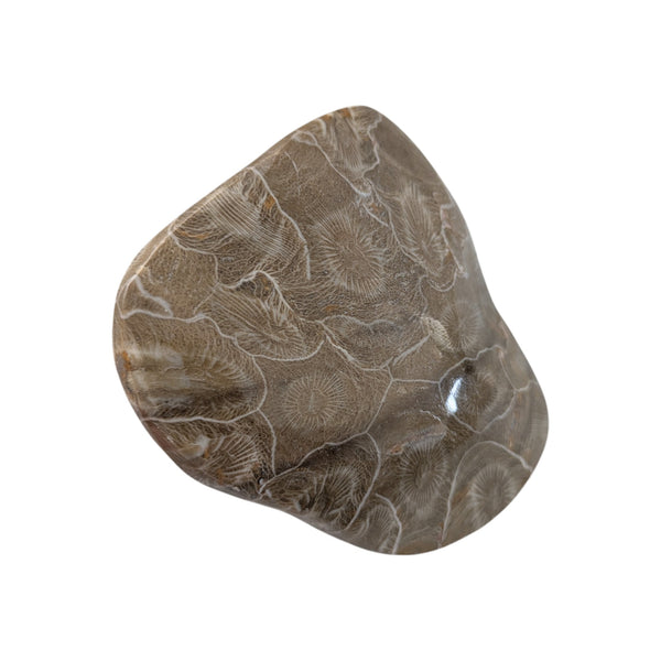 Colonial Rugose Polished Coral Head - Phillipsastrea - Assa Zag/W. Sahara
