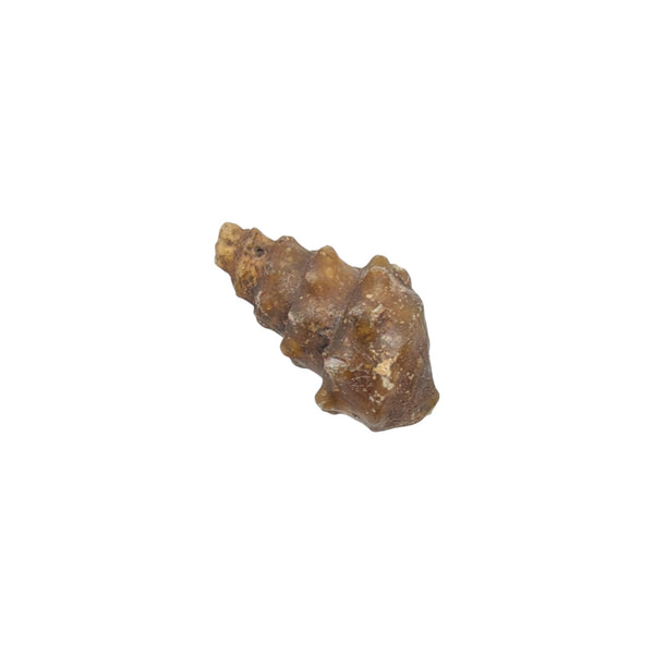knobbly agatized gastropod fossil shell specimen