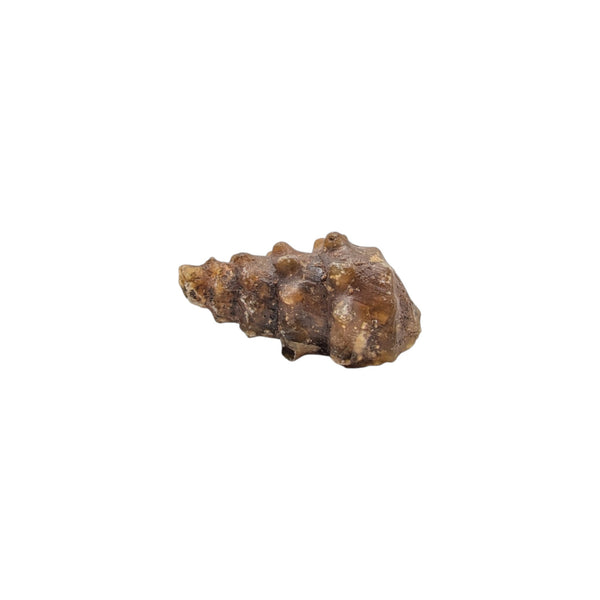 A Knobbly Gastropod agate replaced fossil from the Western Sahara region in Morocco from the Eocene Epoch period. Dimensions: 4.2cms x 2cms x 2cms
Weight: 17g.