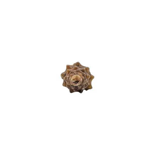 agate replaced gastropod fossil specimen