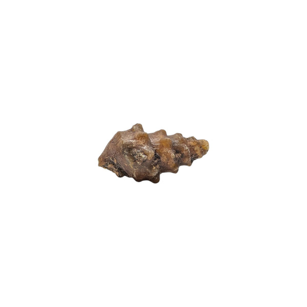 knobbly gastropod specimen which has been agatized.