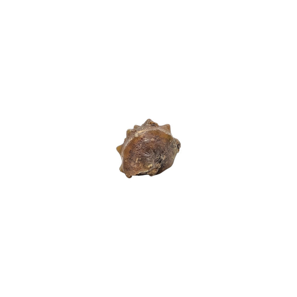 knobbly gastropod fossil specimen which has been agatized measuring 4.2cms, 