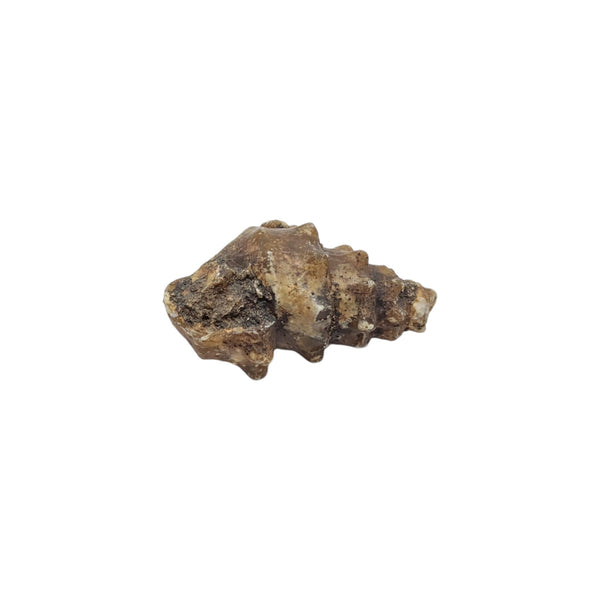 A Knobbly Gastropod agate replaced fossil from the Western Sahara region in Morocco from the Eocene Epoch period.
Dimensions: 4.2cms x 2cms x 2cms
Weight: 17g.