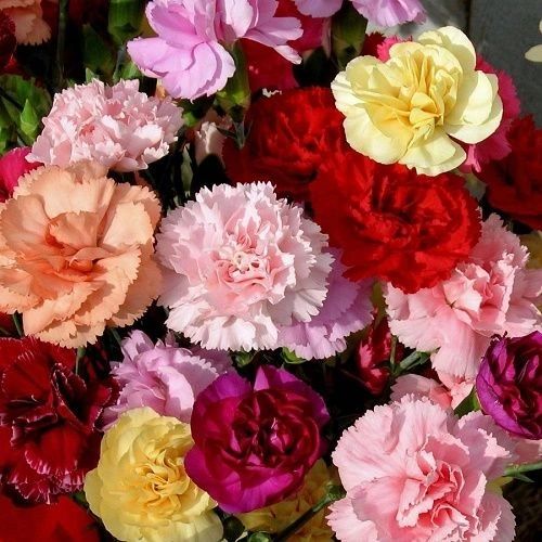 Sagittarius Seed Gift - Carnation