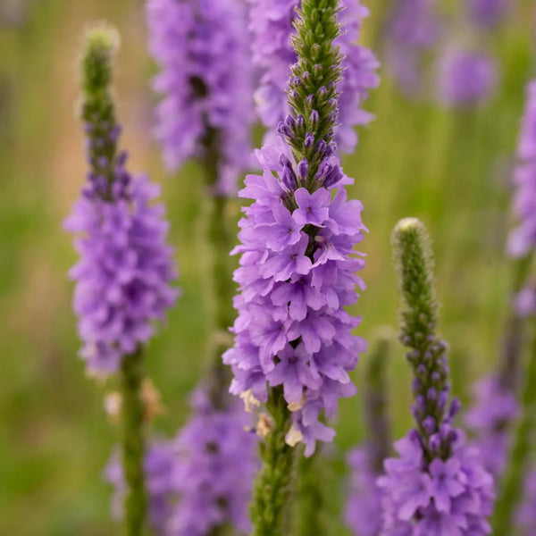 Aquarius Seed Gift - Verbena