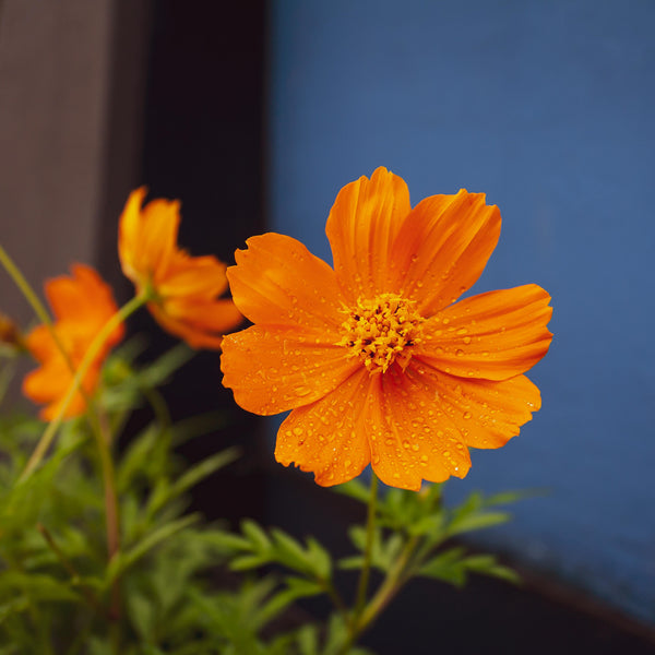 Libra Seed Gift - Orange Cosmos