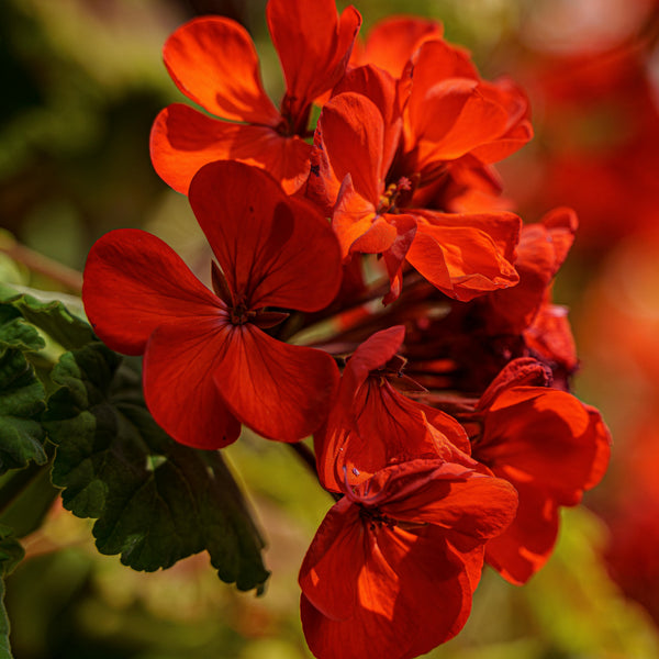 Scorpio Seed Gift - Geranium