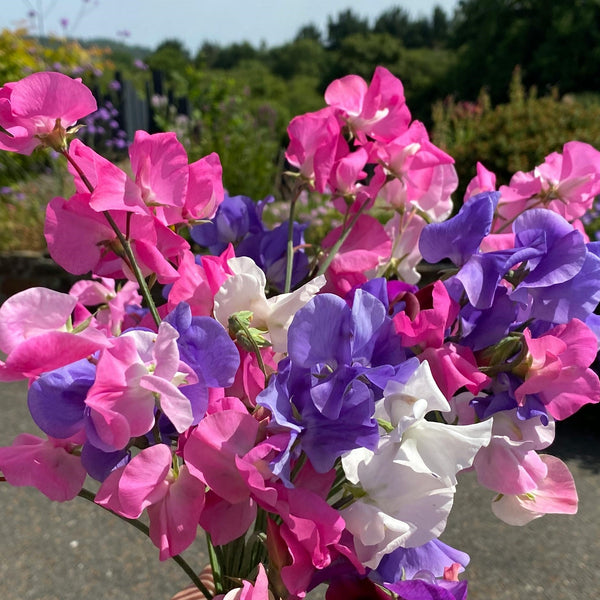 Taurus Seed Gift - Sweet Pea