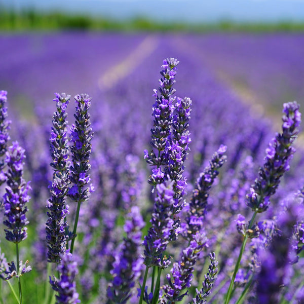 Gemini Seed Gift - Lavender