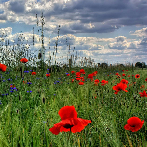 Aries Seed Gift - Red Poppy