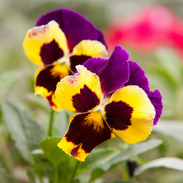 Capricorn Seed Gift - Pansy