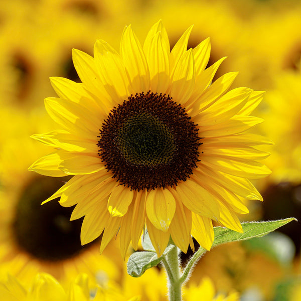 Leo Seed Gift - Sunflower