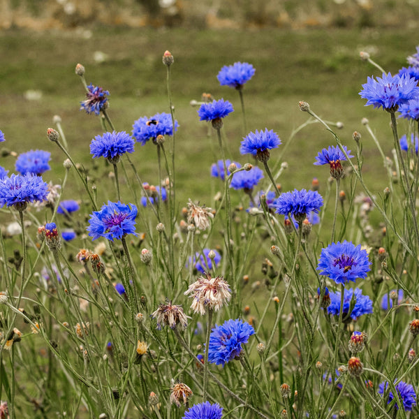 Cancer Seed Gift - Blue Cornflower