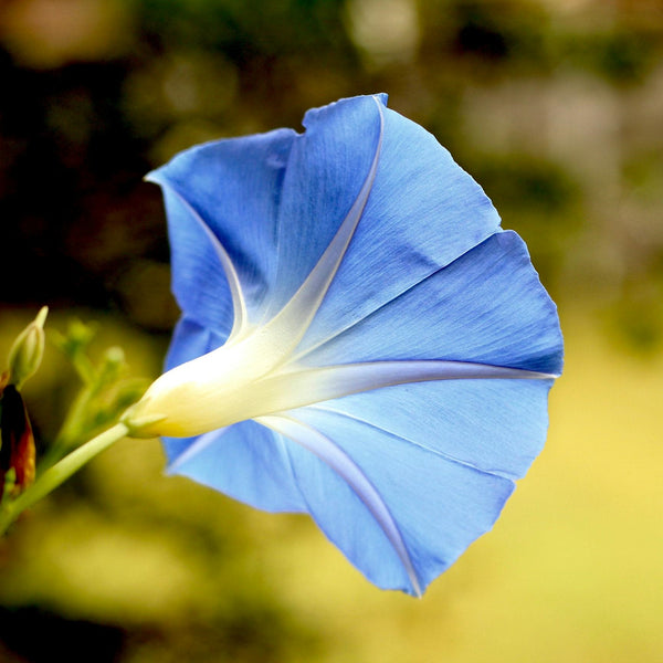Virgo Seed Gift - Morning Glory