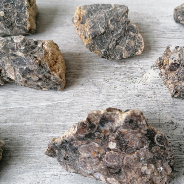 Raw Turritella Agate