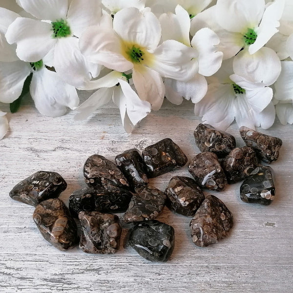 Turritella Agate Tumblestone
